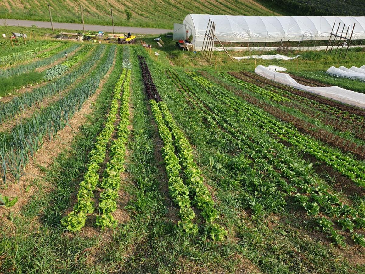 Herzhof Lampert Riegersburg Eksteriør billede